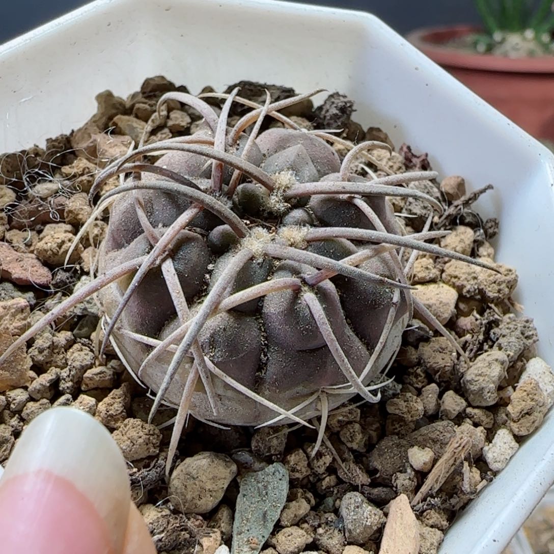 实生伏刺天平多肉3.2厘米