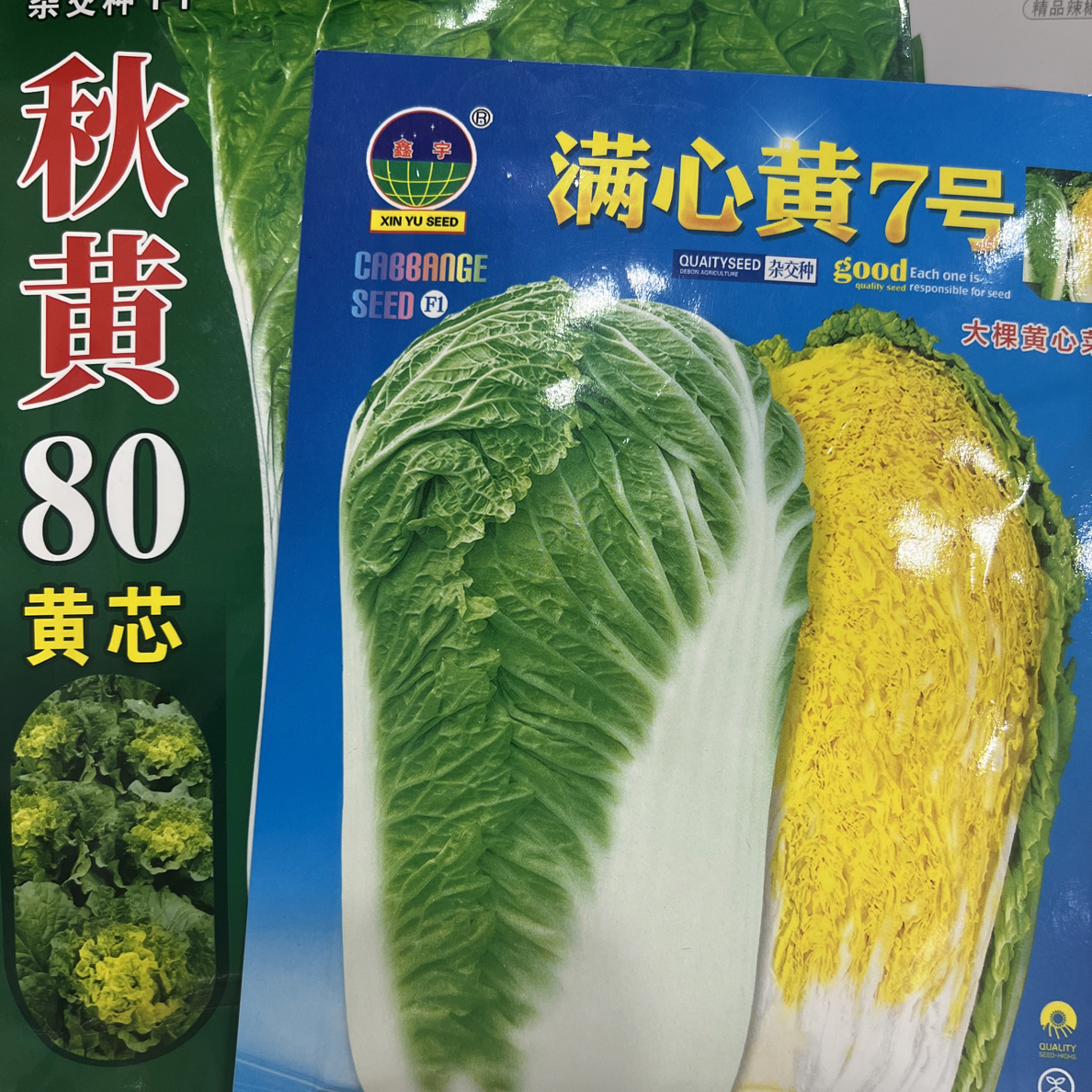 秋黄80白菜种子（送满心黄）