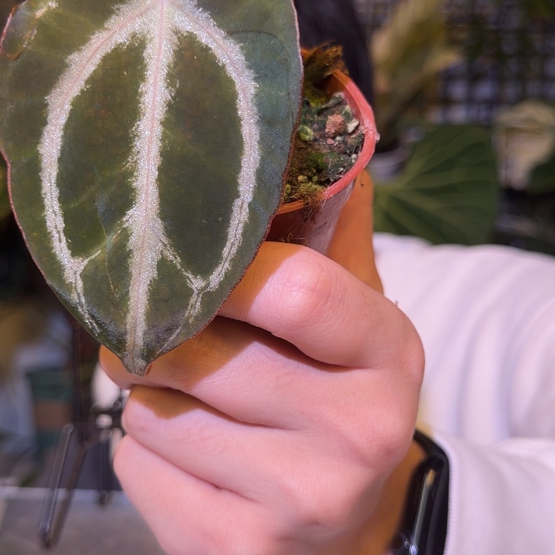 完全开放F803  kos杂神盾