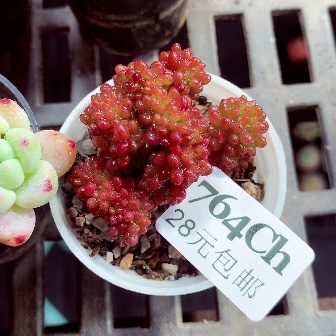 5厘米盆精控多肉764