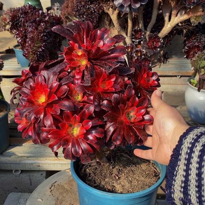 美杜莎多肉多肉1颗