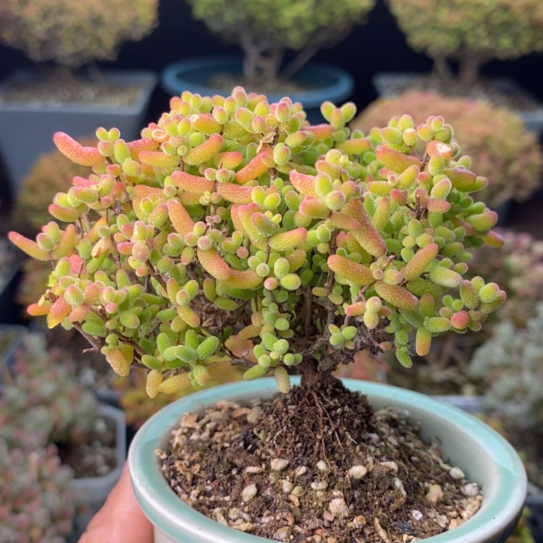 1599蜜橘糖球 。      