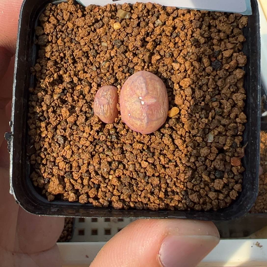 15-71肉锥多肉植物，