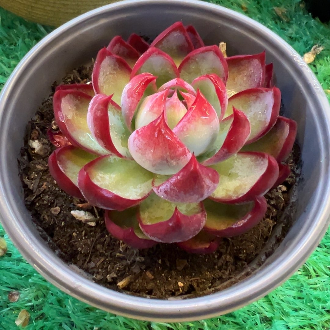 惊鸿仙子，，，，，，，，，，，，，