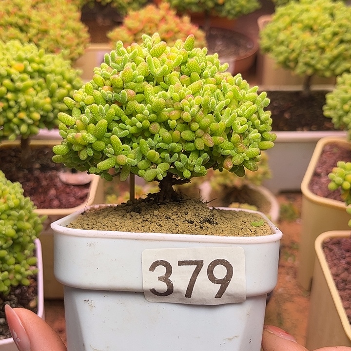 无花朵379蜜桔糖球