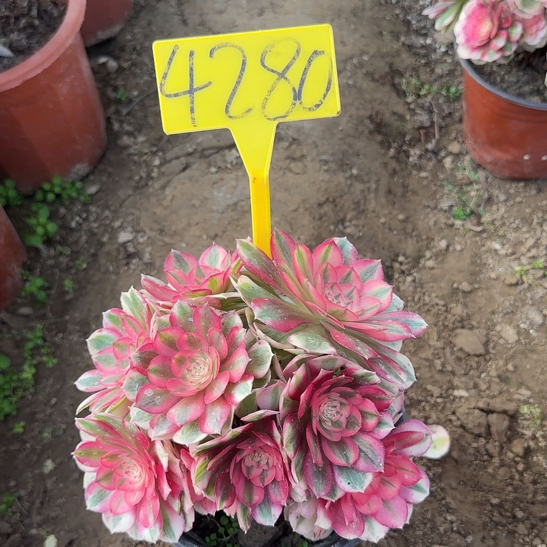 郭***林4280---倾城多头多肉