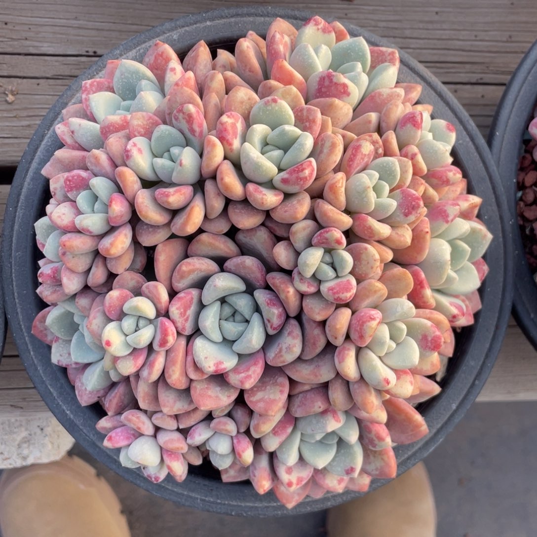 花斑鹿群生无砍无摘