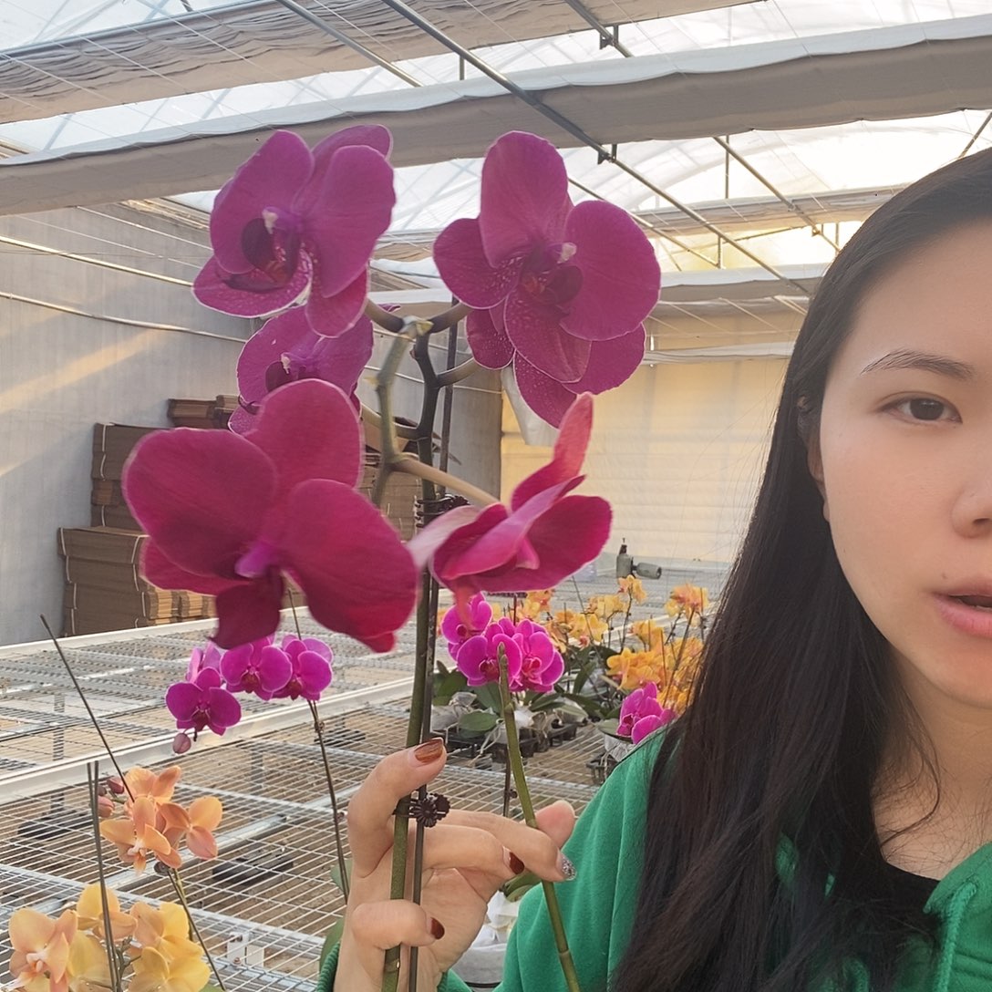 潇***生完全开放蒙特勒一颗花后苗后不售后