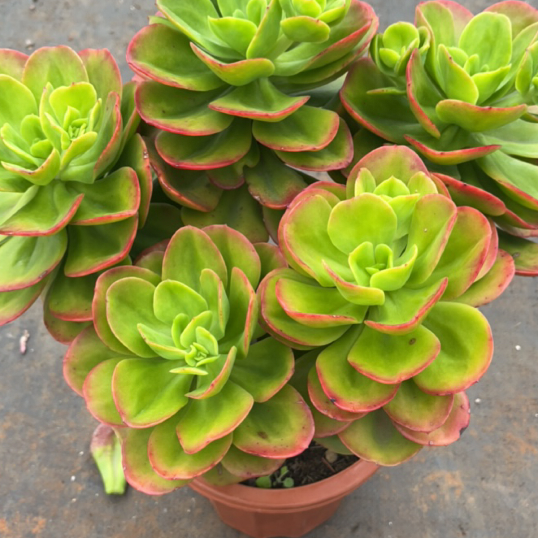 【精品多肉】大老桩红梅【轻微断枝不售后】