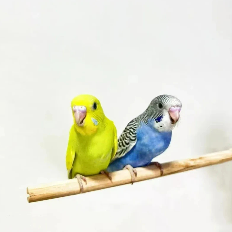 【包教说话】手养虎皮养殖场直发