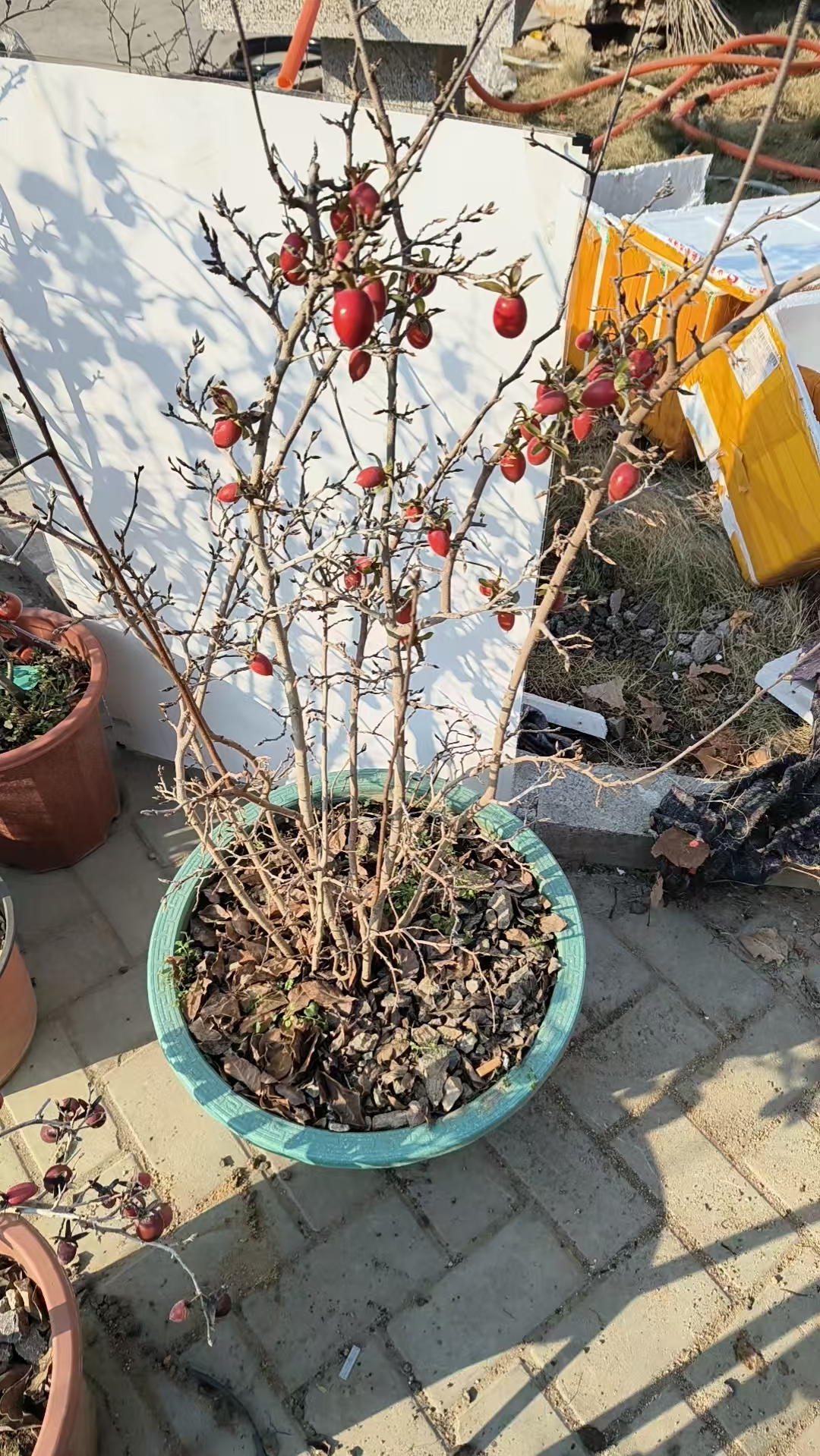 吉祥老鸦柿盆景微型盆景，直播间一物一拍，自拍不发货