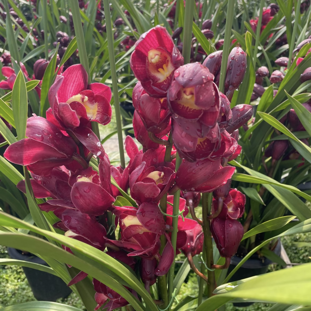 【福神】大花蕙兰 （4支以上）清新淡雅年宵花办公室客厅室内盆栽