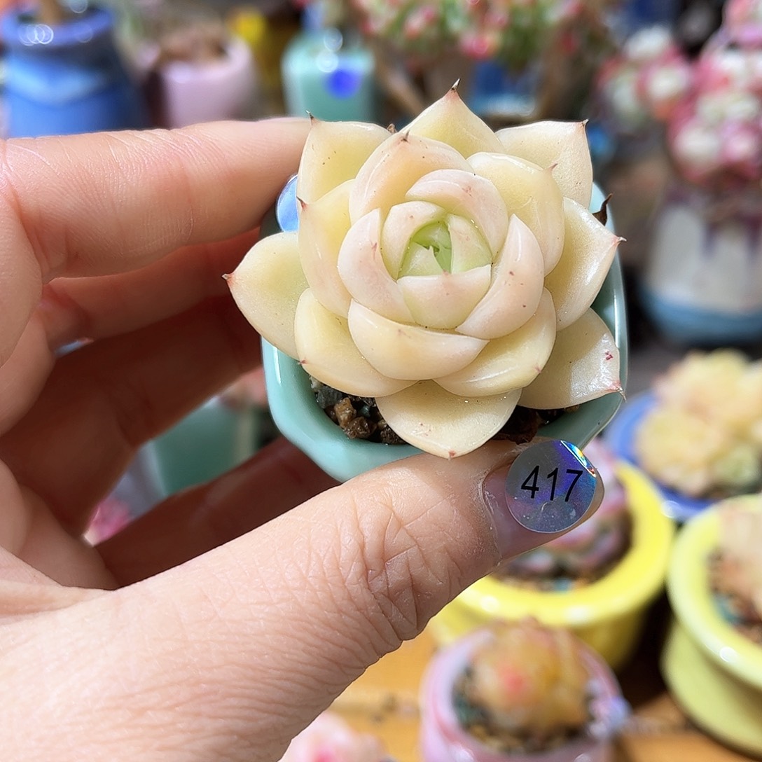 417 多肉含盆土30元包邮除偏远