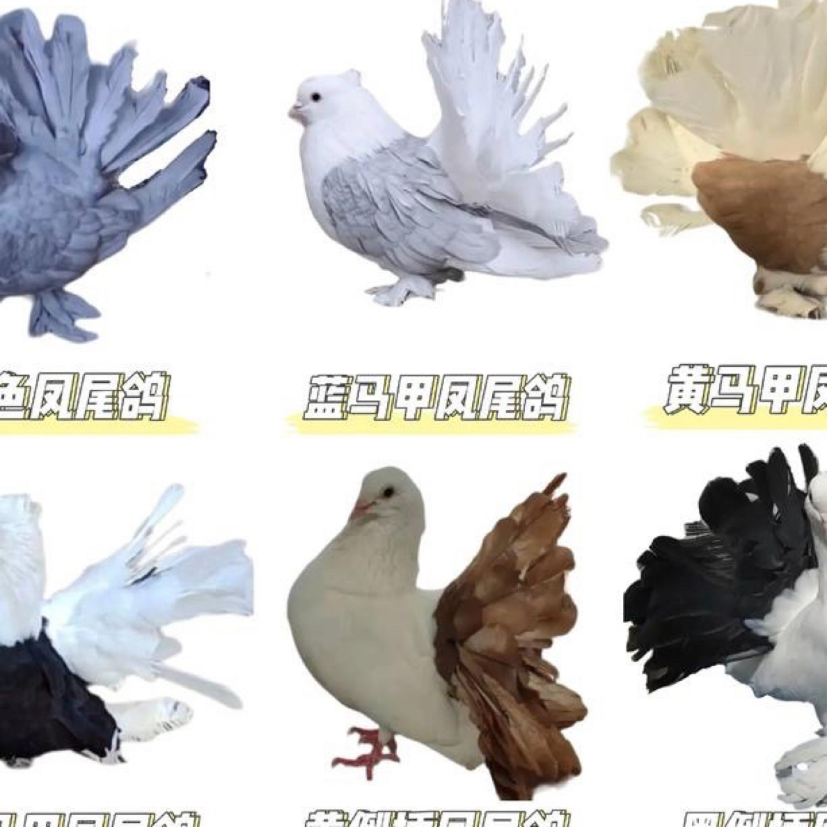 观赏鸽直播间链接一鸽一讲解一鸽一拍（以直播间下单商品展示为准）