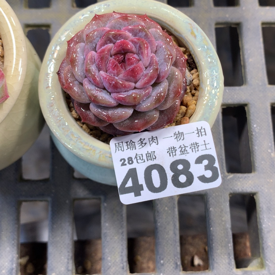 精控多肉植物4083