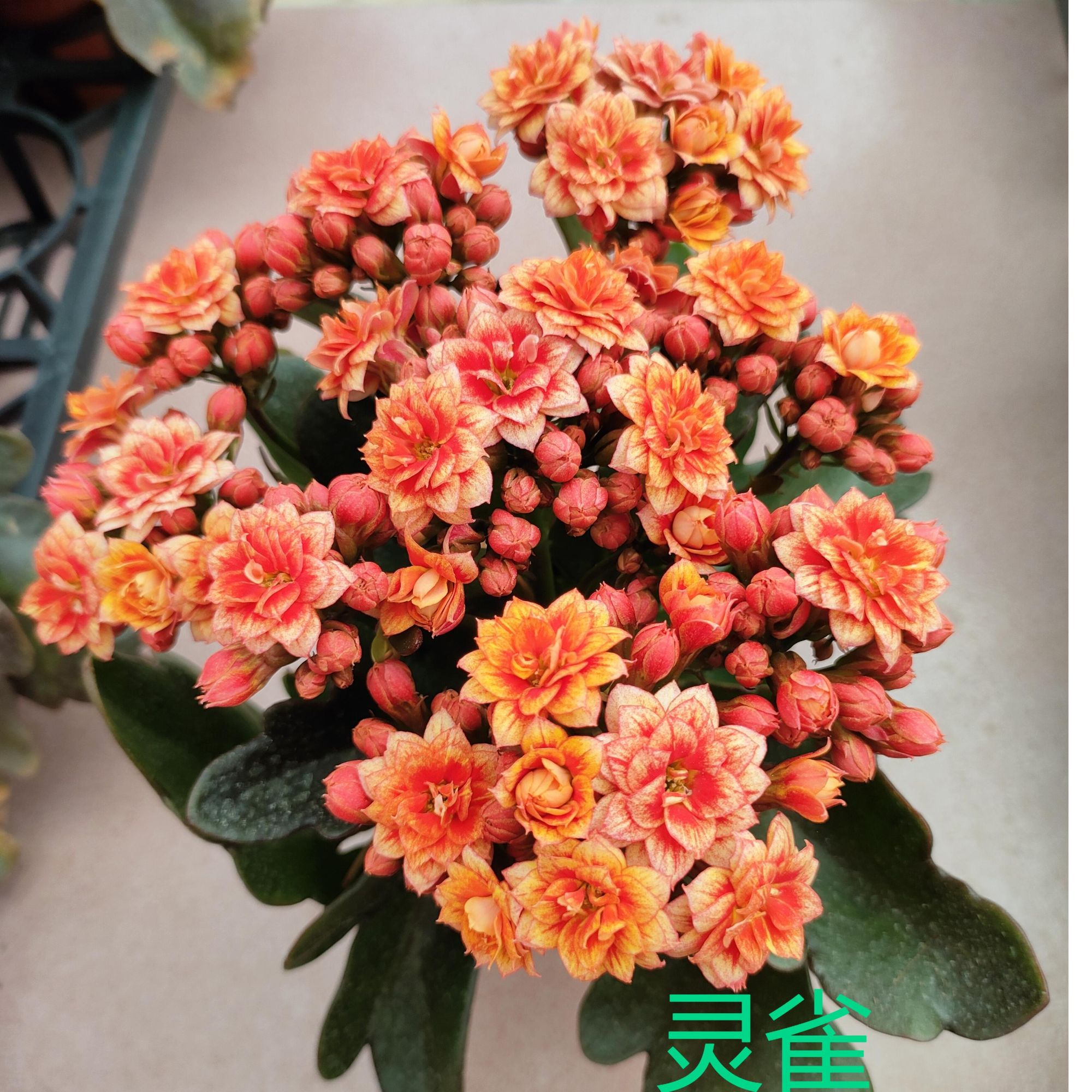 130灵雀长寿花  