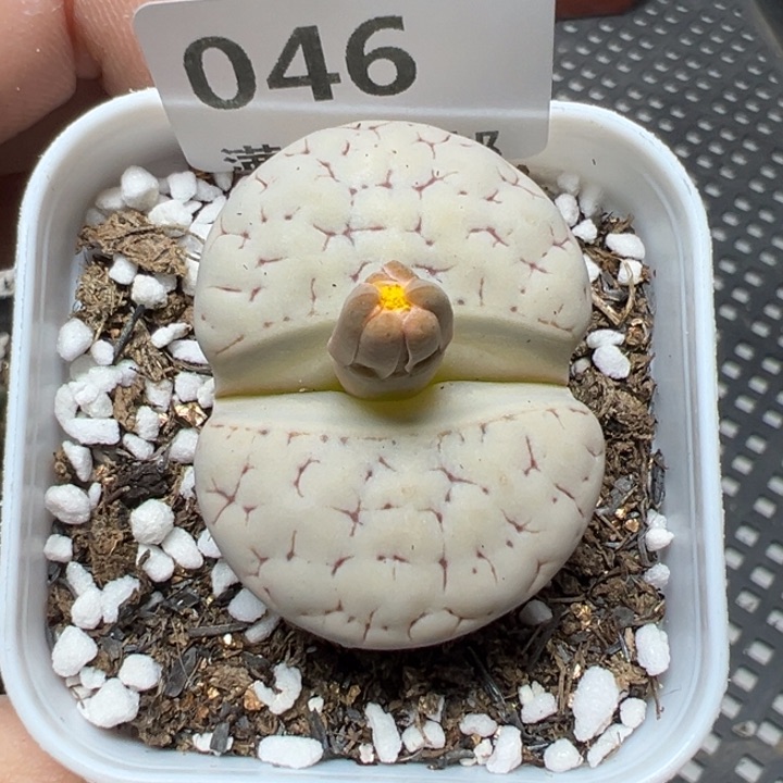 【闪购商品】046。    