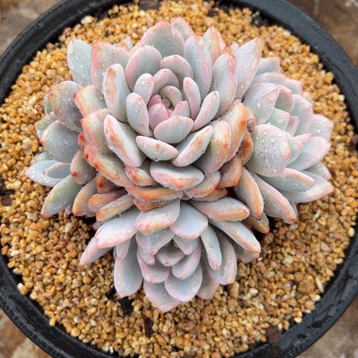 橙梦露锦 砍头群 