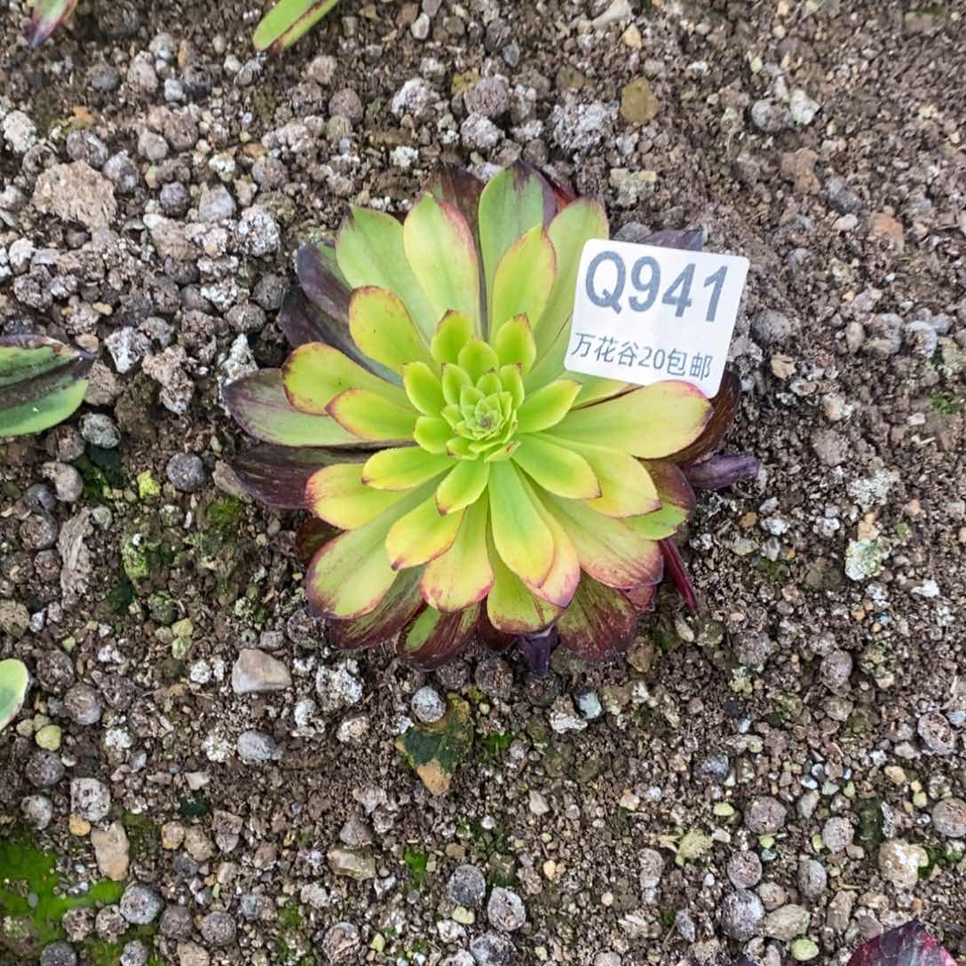 941莫兰迪变异多肉植物