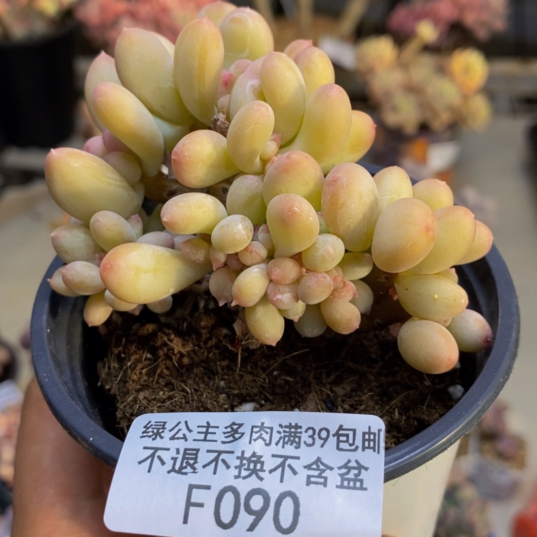 090苹果奶四代缀多肉7cm