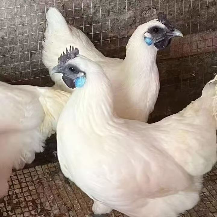 江山白乌骨鸡（宠物鸡）顺丰包邮