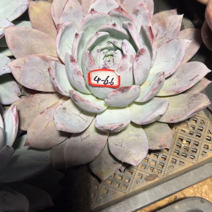 森***＊精品多肉植物老桩