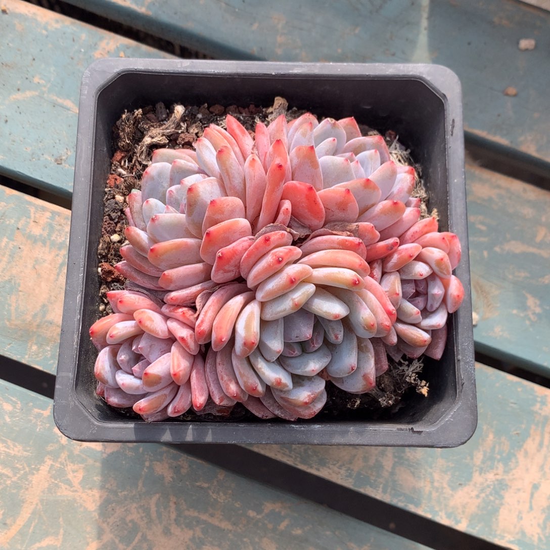 雪天使叠叶五头花花花