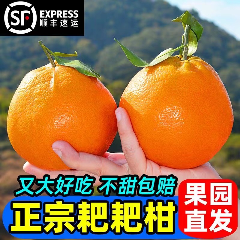 【江浙沪皖次日达】四川正宗春见耙耙柑新鲜橘子水果当季时令爆甜多汁顺丰冷链