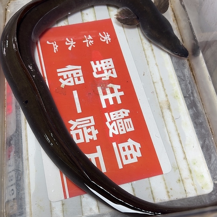 野生鳗鱼包活到家