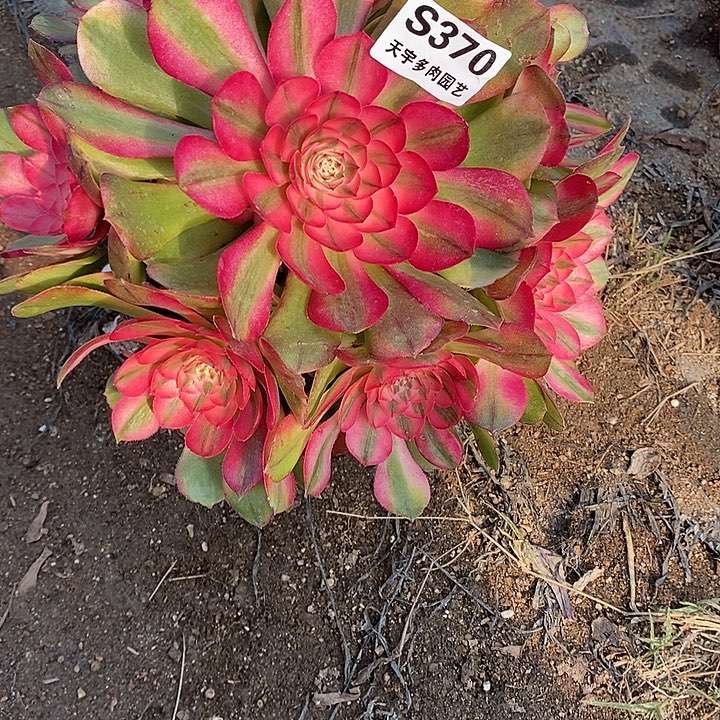 多肉植物荔枝370多肉