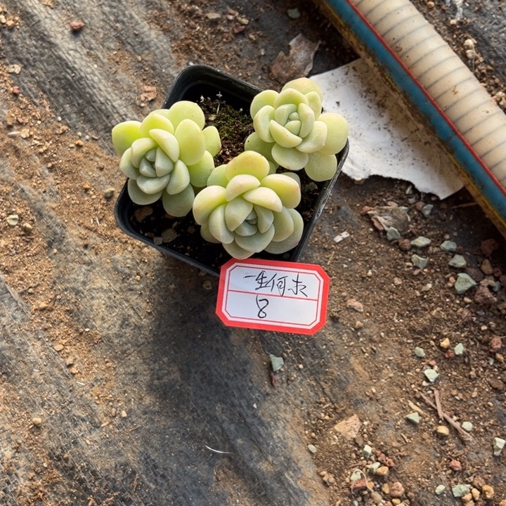 一***求冰玉多肉七方盆3头