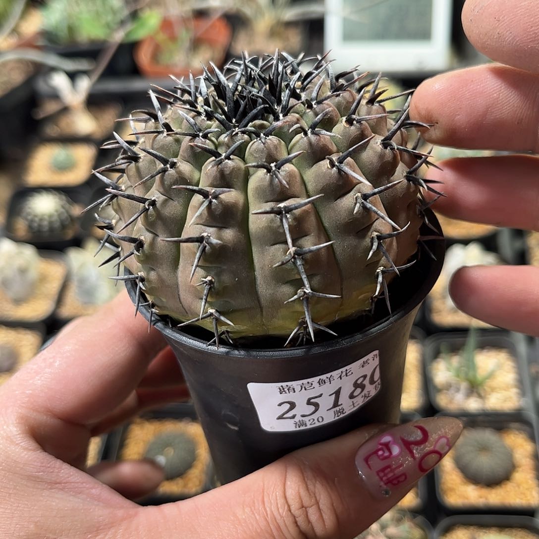 25180一物一拍单头发货