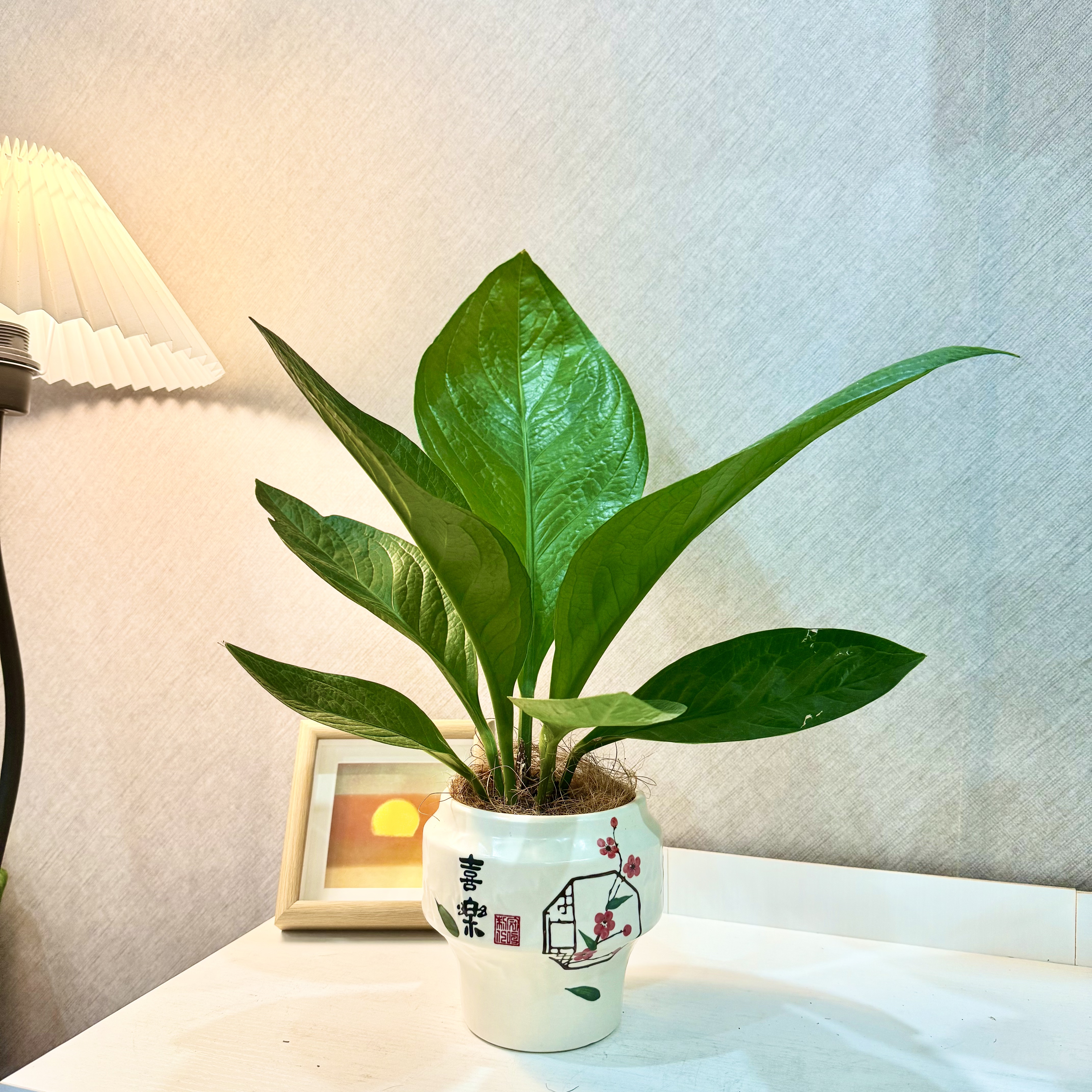 聚宝盆绿植盆栽花烛吉祥四季常青室内净化空气美观[多多花卉】