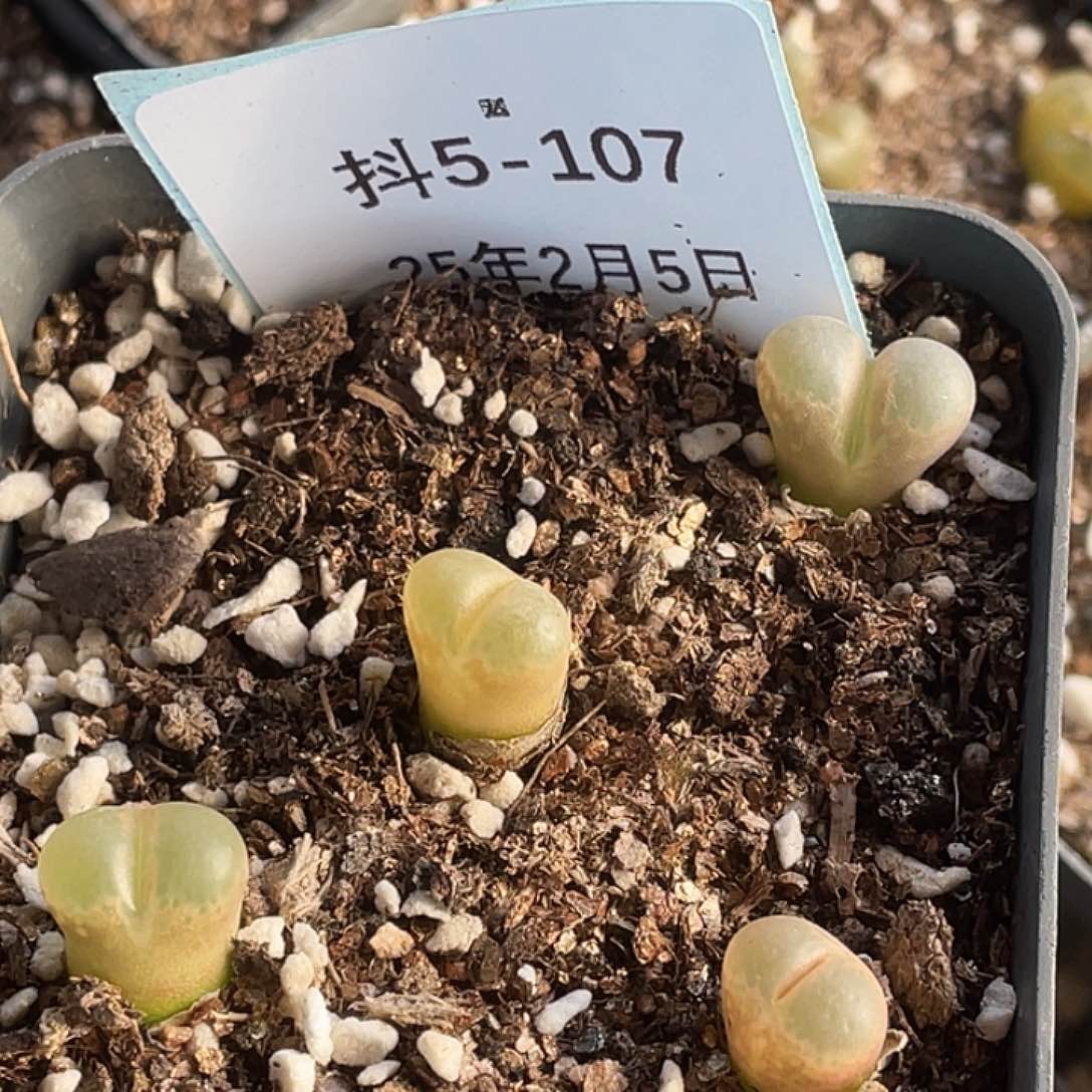 5-107风铃多肉植物