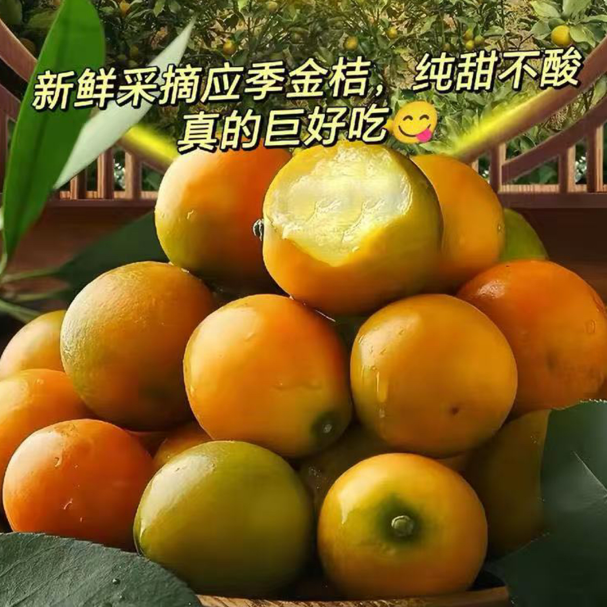 广西融安金桔当季新鲜糖豆桔时令水果广西壮族自治区