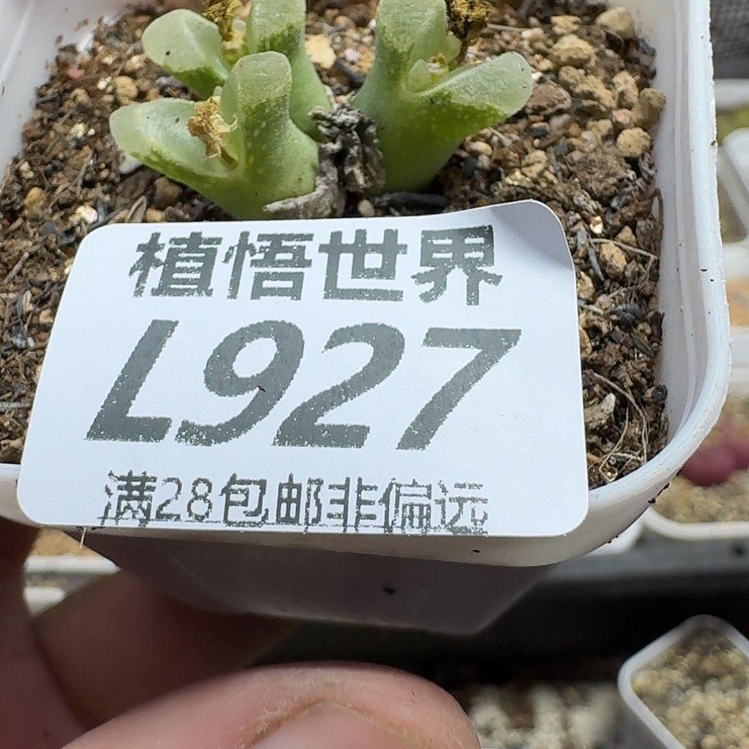 多肉植物的人生ghh