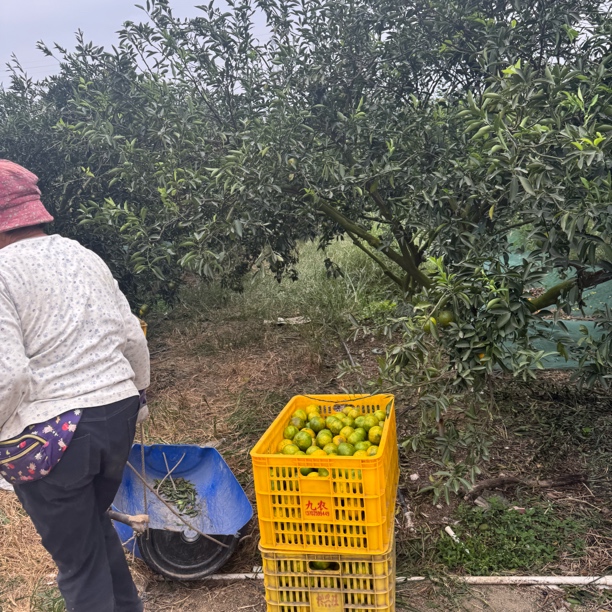 广东省外 新会茶枝柑十三年老树果(二红皮)现摘现发 陈皮原材料
