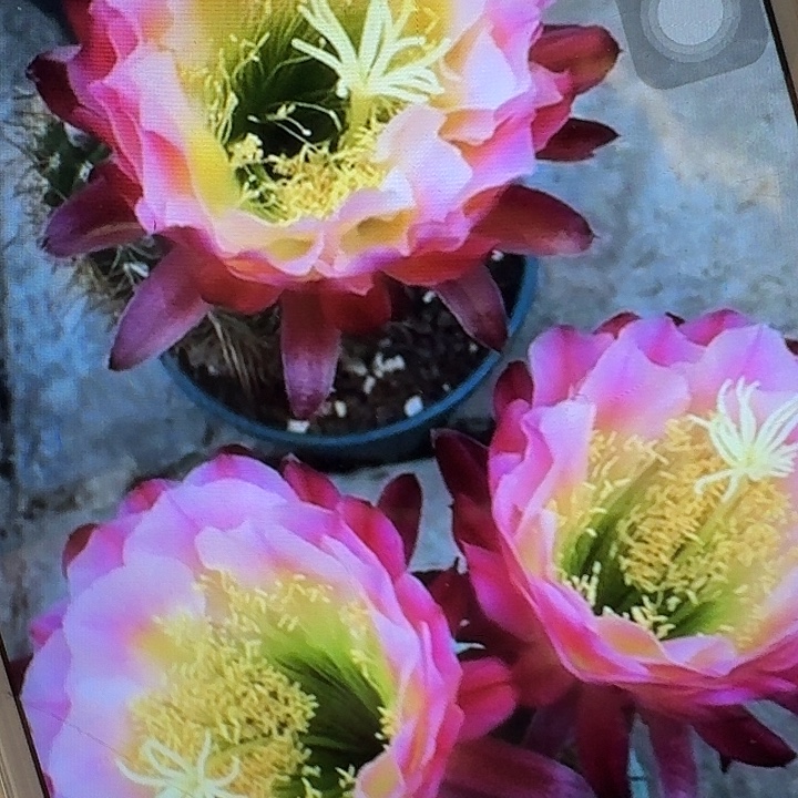 茉莉带根高12公分毛花柱