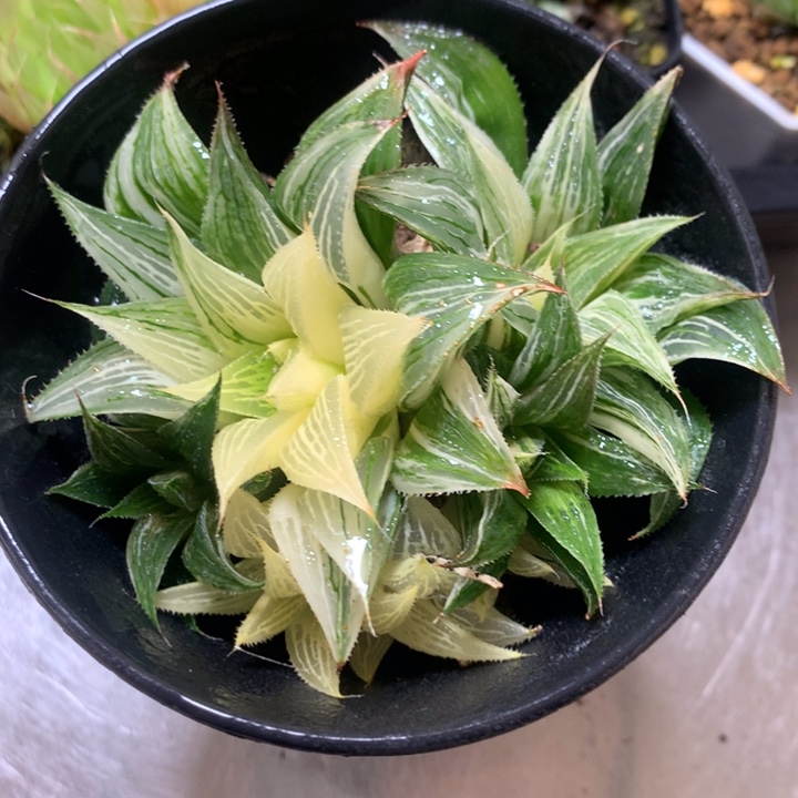 芭提雅寿锦一物一拍