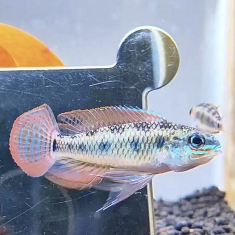 【老吴精选好物】高冠棋盘鱼 观赏鱼 （三单发货）