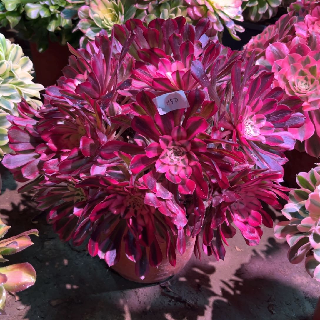 多肉植物红铜白1158