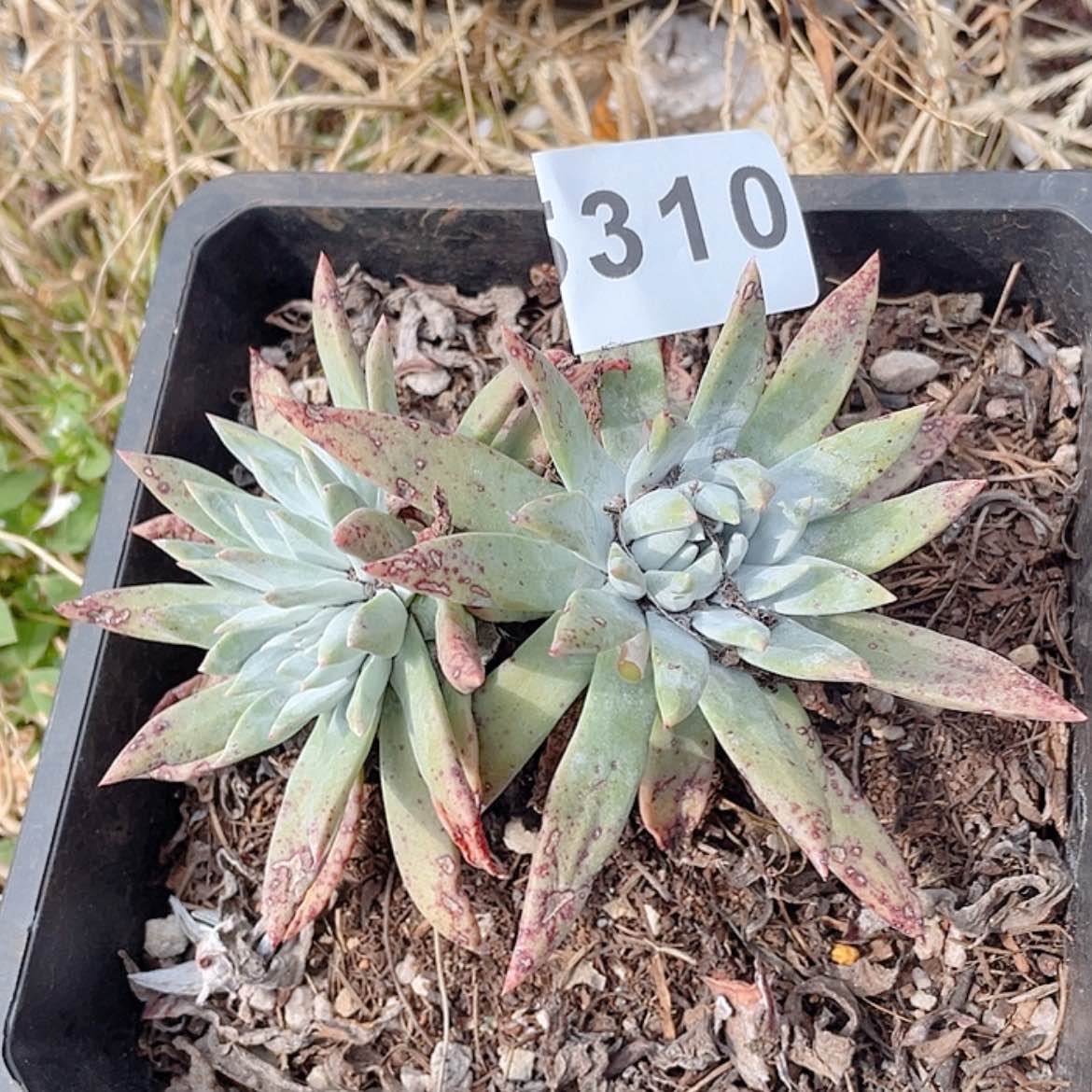 【闪购商品】白菊法瑞