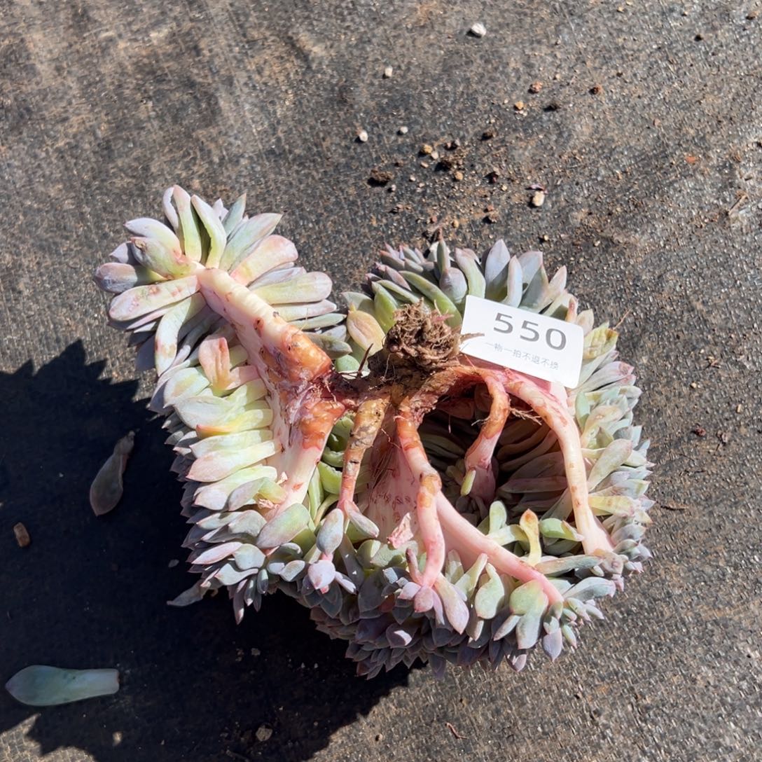 呗***、zhuigguaitutuzuitujigut