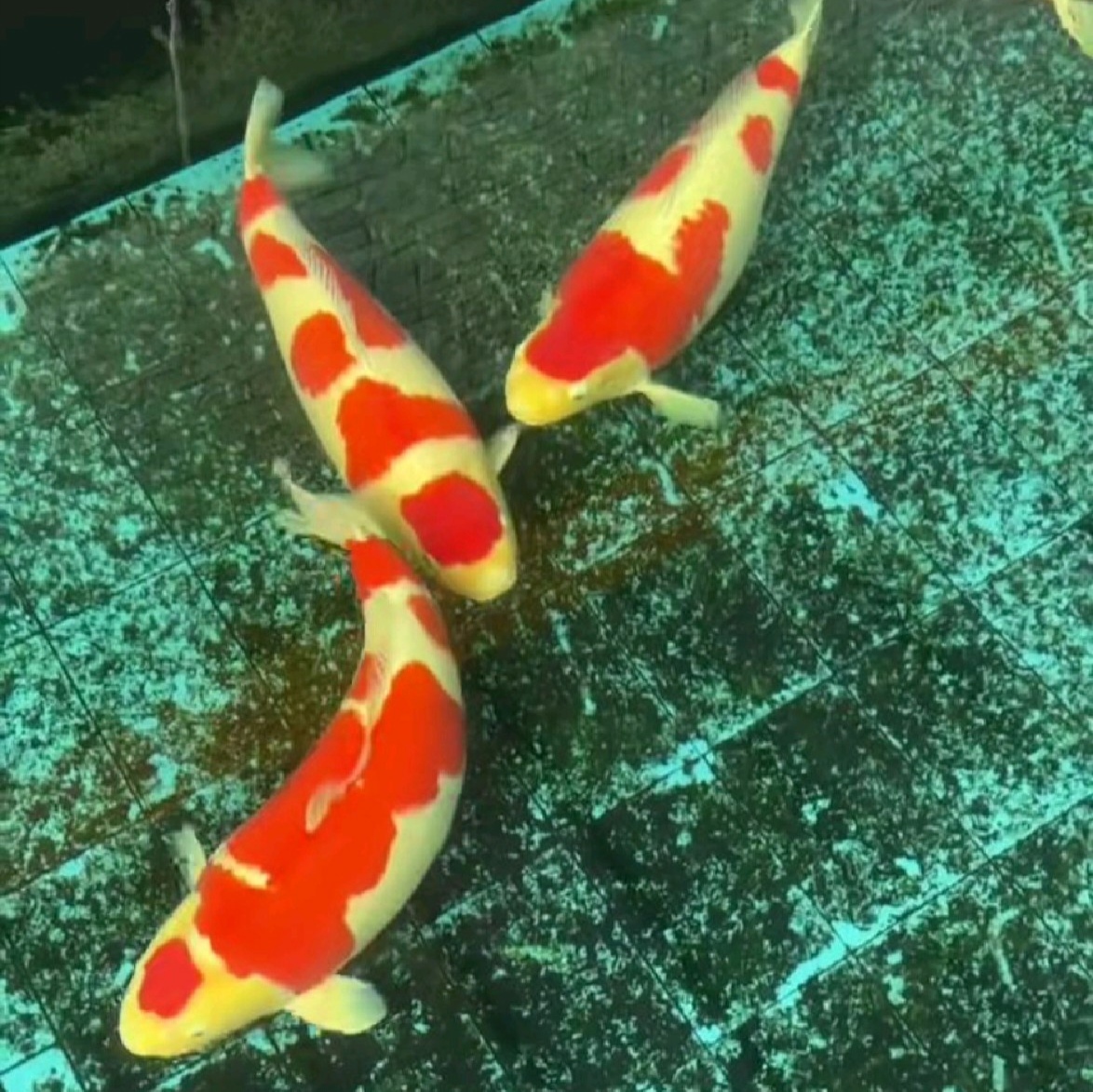 精品锦鲤观赏鱼红白大正昭和各种锦鲤观赏鱼