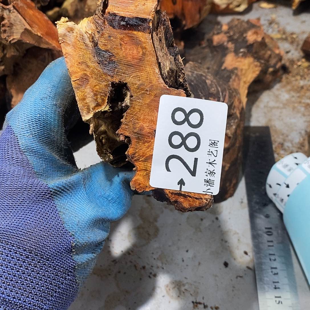 香榧木南**哥火琉璃……火琉璃