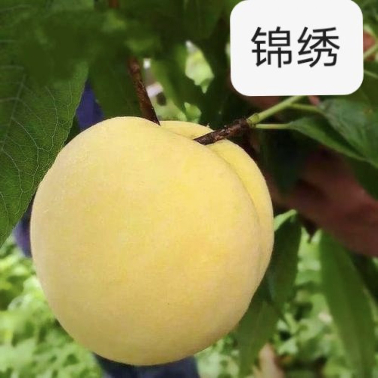 水果树苗桃树锦绣7月底成熟12月份发苗