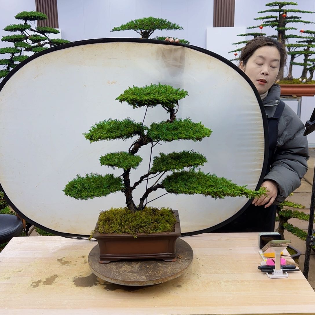 盆景直播间一物一拍