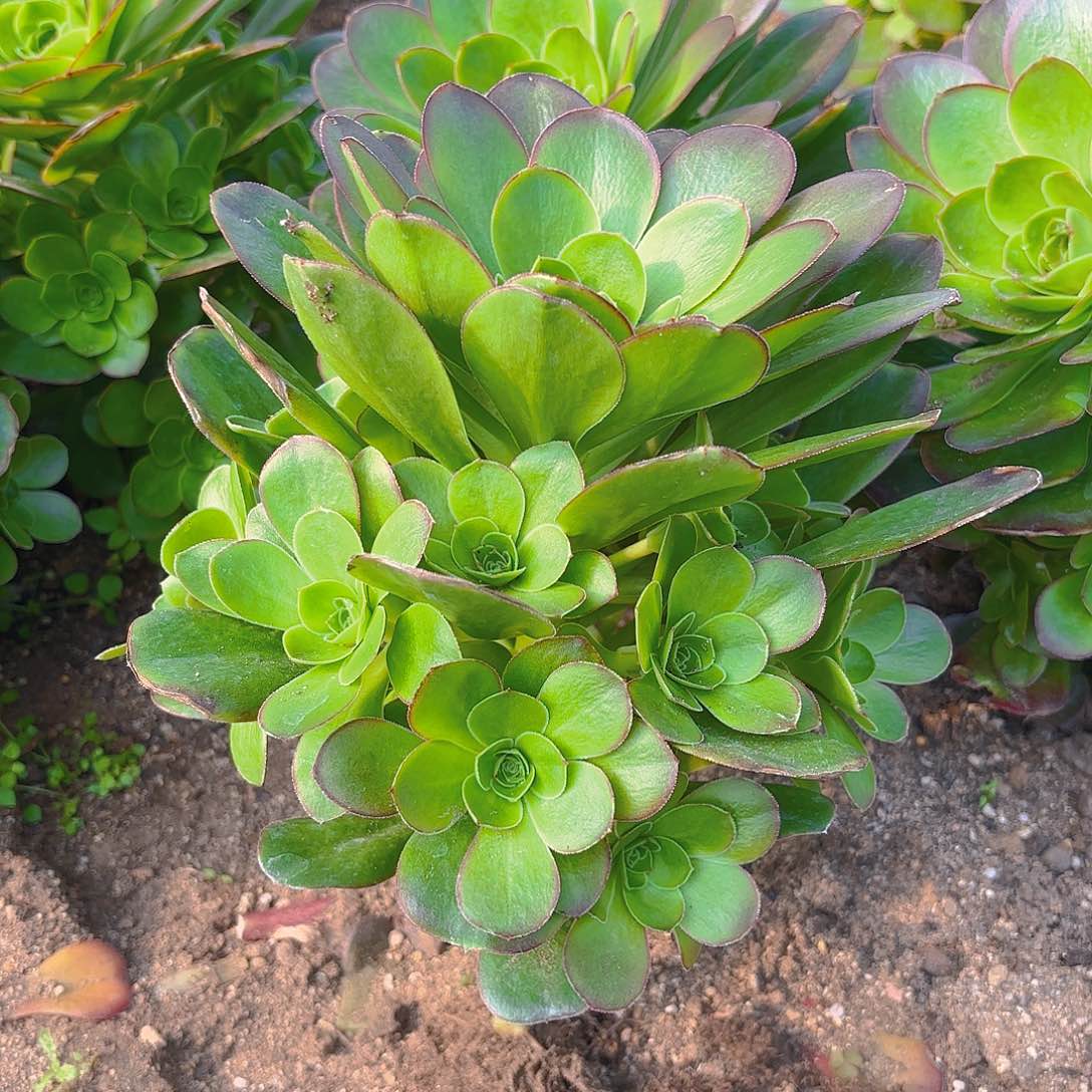 魅金手捧多肉植物