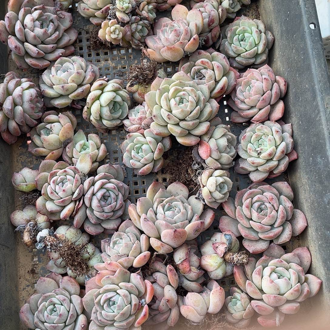 20颗左右！纯爱系列！