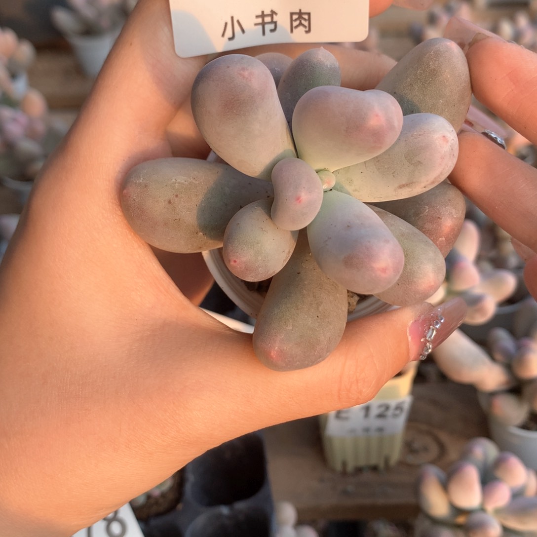 米可米可米可280